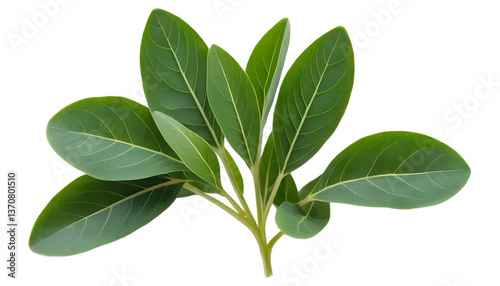 Fenugreek Leaves with Small Trifoliate Green Foliage Isolated on Transparent Background