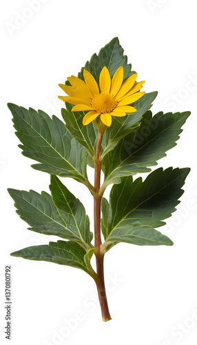 Grindelia Leaves with Slightly Waxy Texture Isolated on Transparent Background