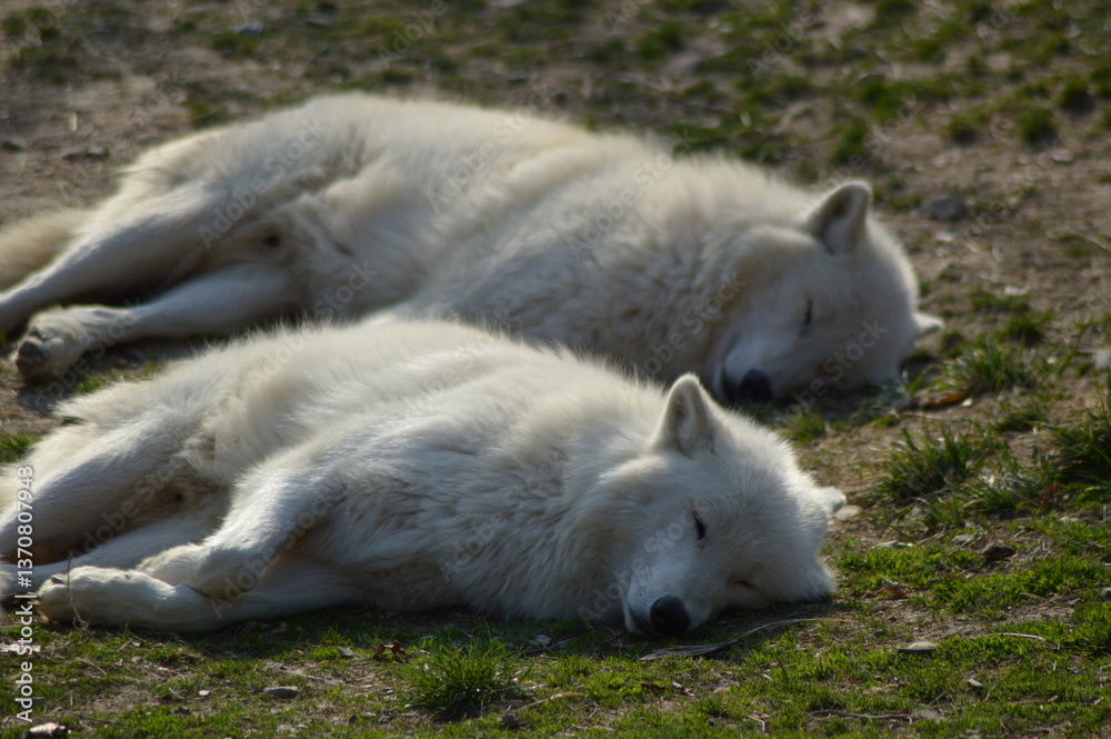 Obraz premium Two sleeping Alaskan Tundra Wolfs