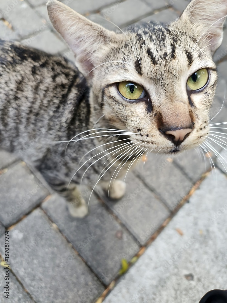 Obraz premium cat face 