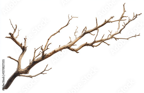 Isolated dry tree branch on white background for design elements and nature photography concepts use