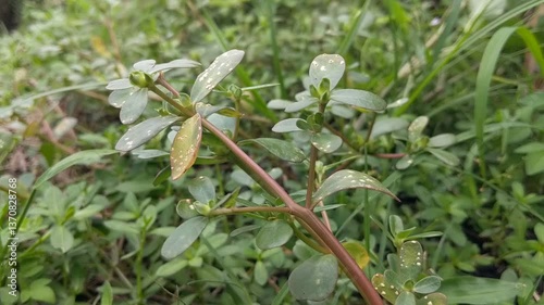 A close-up of a small green purslane with slender stems, surrounded by lush greenery. Portulaca Oleracea.