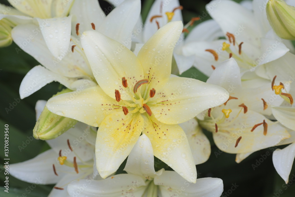 Obraz premium white lily flower