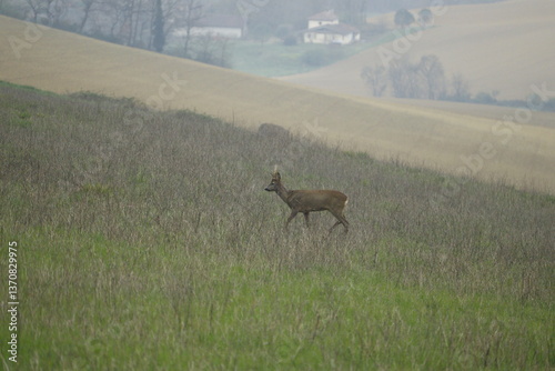 Beau brocard portant des bois marchant dans un champ dans la campagne au printemps.