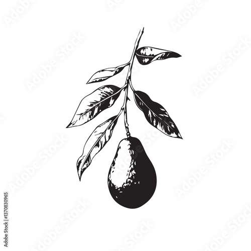 black image of avocado on a branch with leaves on a white background, logo, black and white graphics, vector

