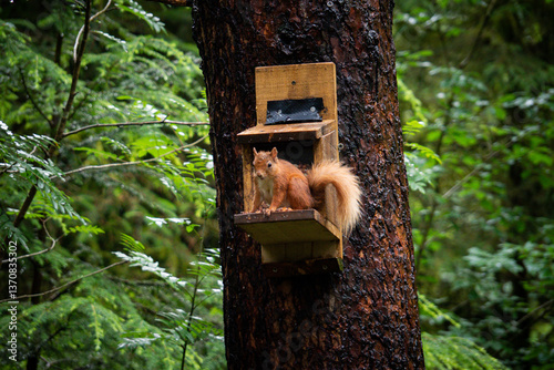 A red squirrel perches gracefully on a wooden feeder mounted to a tree trunk amidst dense greenery in a serene forest setting - Scotland, UK