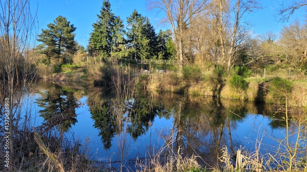 Bel étang sous un ciel bleu avec effet miroir et arbres reflétant dans l'eau Bel étang sous un ciel bleu avec effet miroir et arbres reflétant dans l'eau
