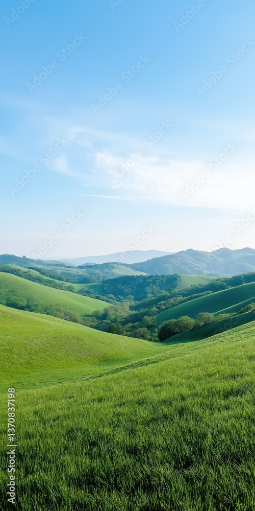 Fototapeta premium A beautiful green field with a clear blue sky. The field is full of grass and trees. The sky is clear and bright, and the sun is shining