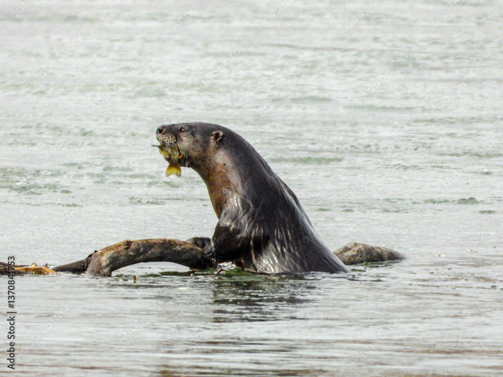 Fototapeta premium River otter popping out for a brief moment to savour his freshly caught fish