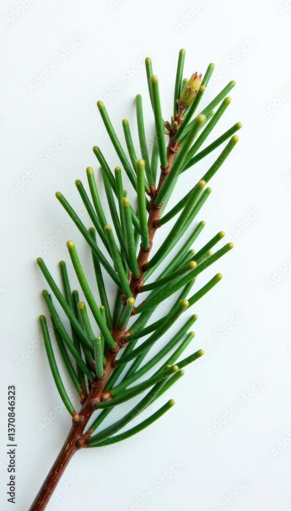 Fototapeta premium Freshly cut pine branch exposed against stark white backdrop, bare, winter, nature
