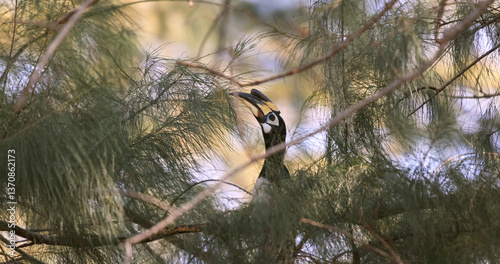 A solitary hornbill bird is gracefully perched among intertwining tree branches, completely enveloped by abundant, lush green foliage that frames its natural elegance in the wild.