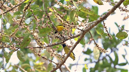 Cheerful yellow Blackheaded Bulbuls (Brachypodius melanocephalos) perch among green leaves and juicy berries, a vivid snapshot of nature in Thailand Kaeng Krachan National Park.