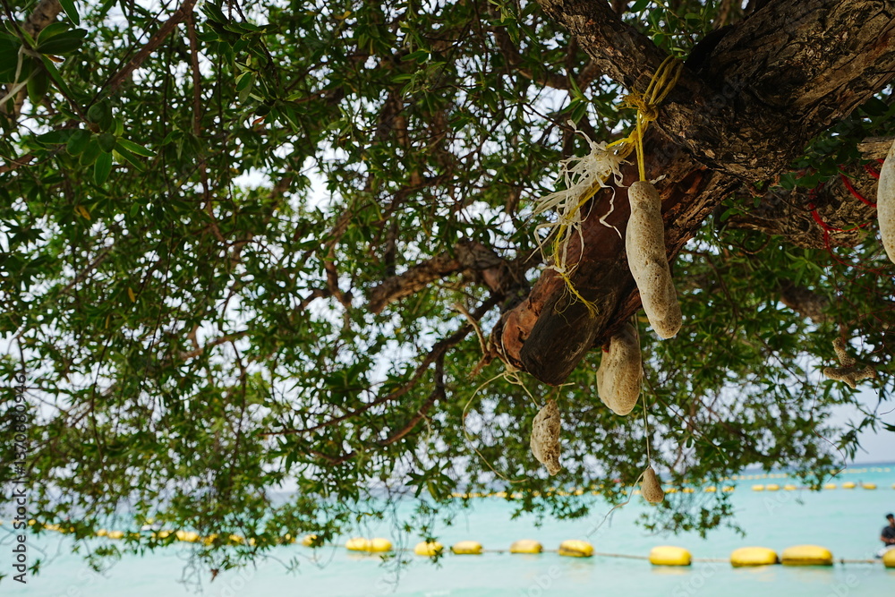 Tien Beach on Lan Island in Pattaya, Thailand - タイ パタヤ ラン島 ティエンビーチ