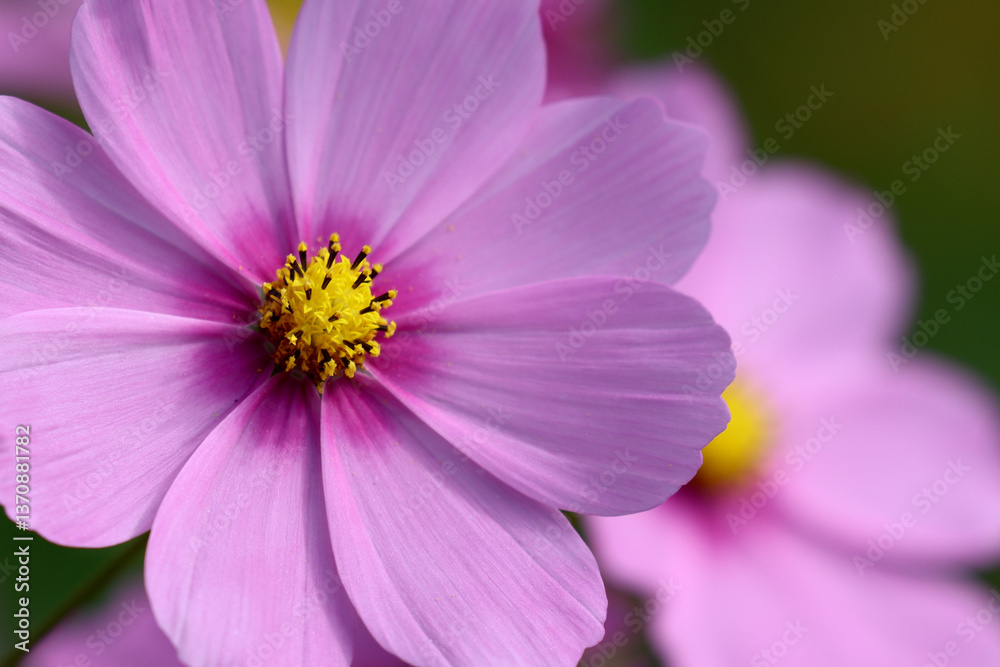 Pink Cosmos Flower Closeup Pink Cosmos Flower Closeup