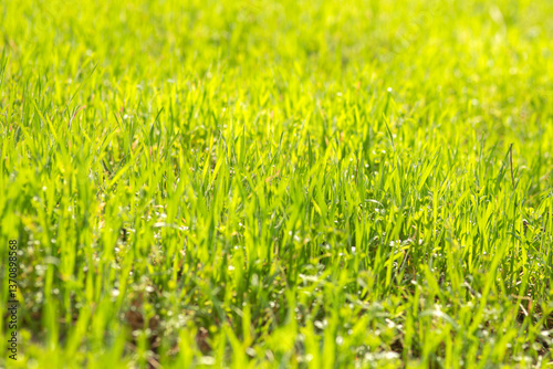 green grass background