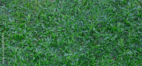 Natural Texture of a Vibrant Green Lawn