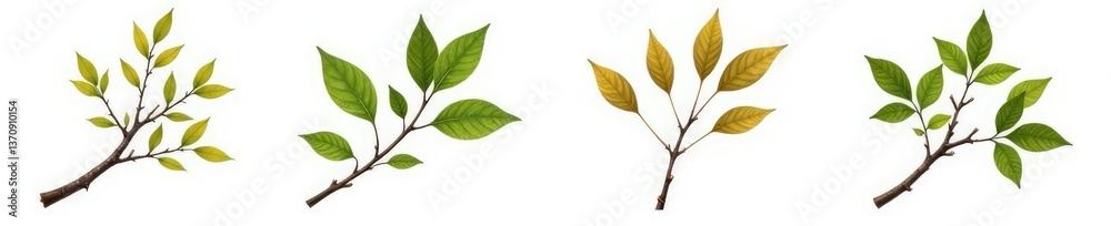 Fototapeta premium Four isolated branches on a white background with different shapes, texture, nature, tree branches
