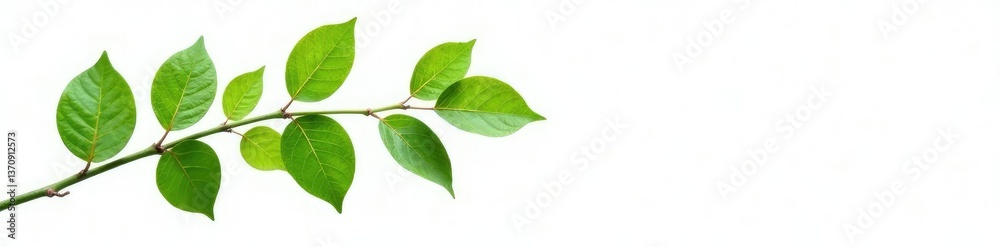Leafy green foliage isolated on white background, branch, simplicity Leafy green foliage isolated on white background, branch, simplicity