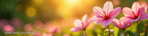 Pink and white striped flowers blooming in the sun, nature, botany, sunlight