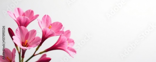 Pink Angelonia flowers against a soft white background,, soft focus, white background