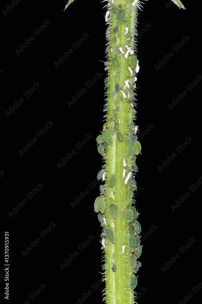 Dunkelgrüne Brennesselblattlaus, Aphis urticata Dunkelgrüne Brennesselblattlaus, Aphis urticata