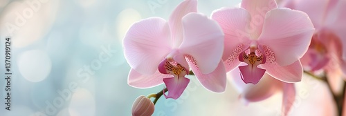 A pink flower with a white center is shown in a blurry background.