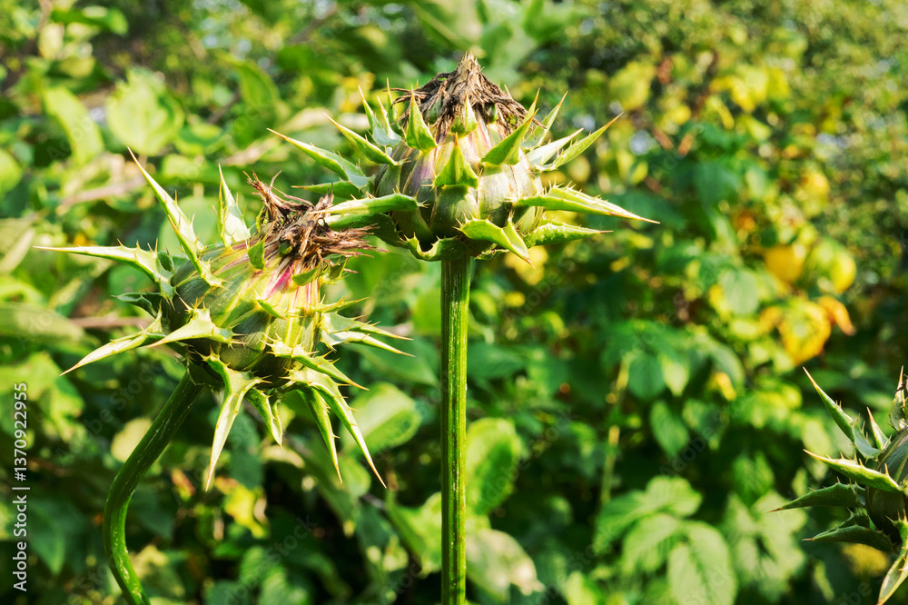 Close-up of green unopened milk thistle buds. Close-up of green unopened milk thistle buds.