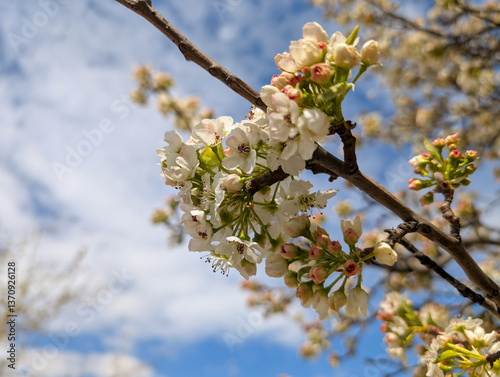 Obraz na płótnie Beautiful blossoming tree branches against a clear blue sky duri w salonie