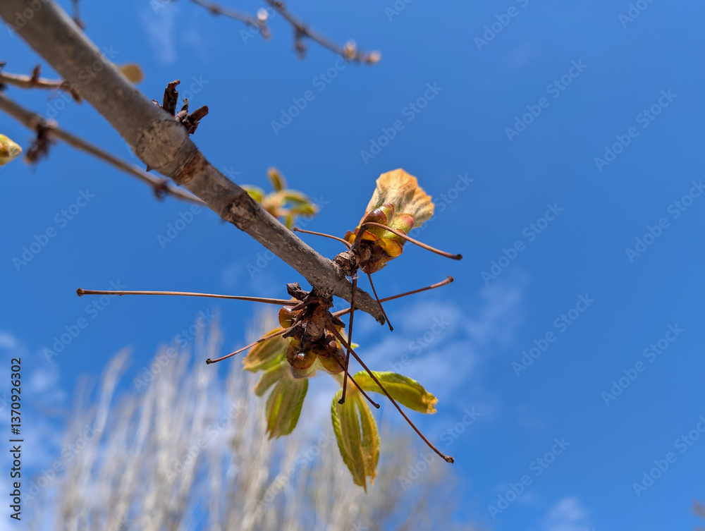 Beautiful blossoming tree branches against a clear blue sky duri