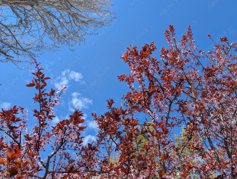 Beautiful blossoming tree branches against a clear blue sky duri