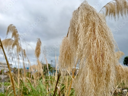 Austroderia Fulvida, New Zealand native plant photo