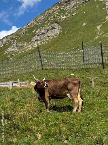 Alpine Pasture: Cow Grazing in Nature, Mountain Animal, Grazing Scene