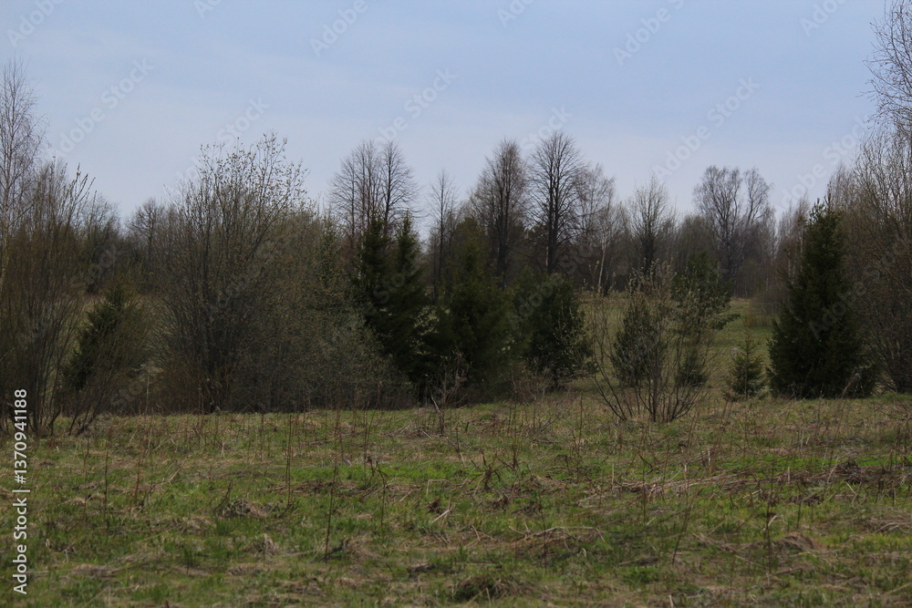 forest of northeastern europe on a spring day forest of northeastern europe on a spring day
