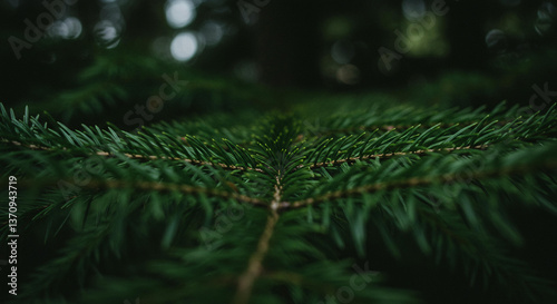 Lush Green Evergreen Conifer Branches Close Up Deep Forest Texture Natural Background