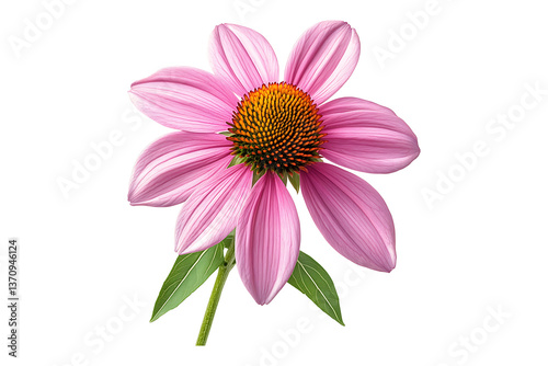 Coneflower isolated on white or transparent background.