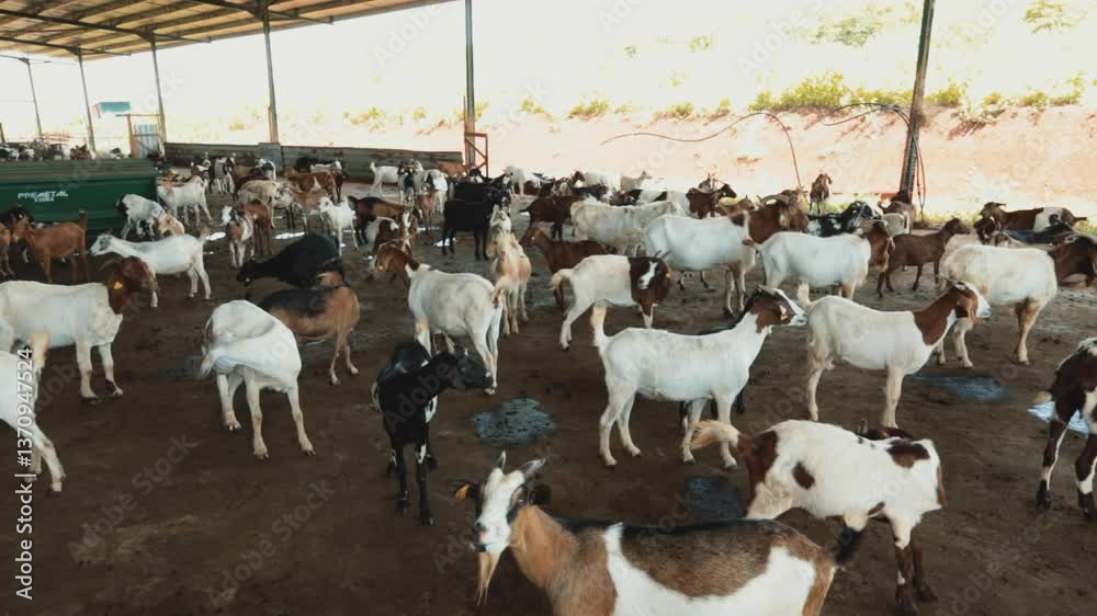 Goat and Baby Goat, Angola Farm