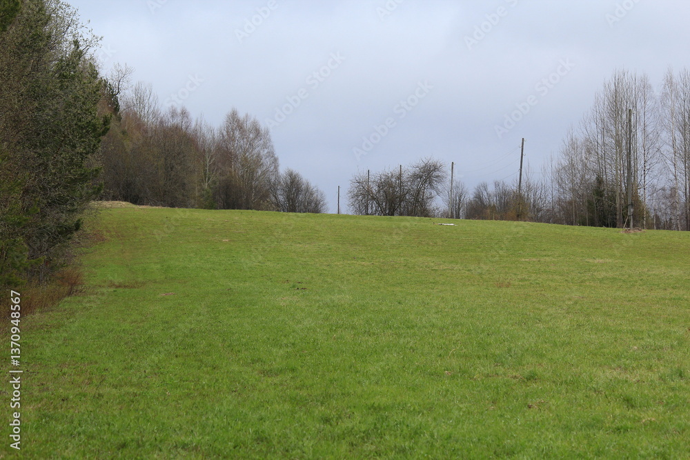 Fototapeta premium young green grass on a spring field