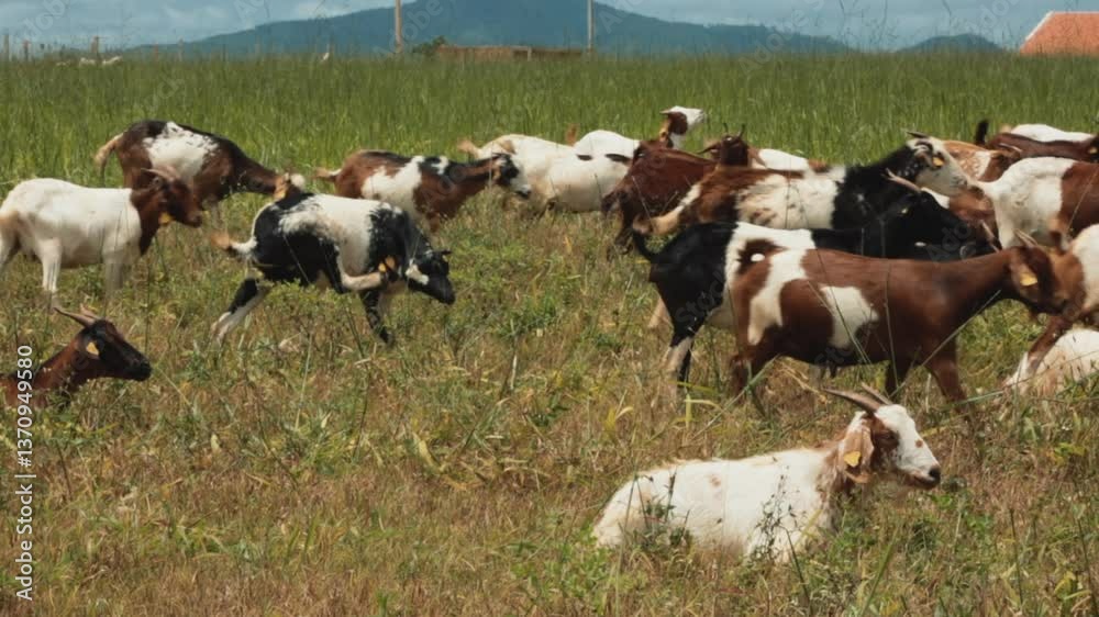 Goat and Baby Goat, Angola Farm