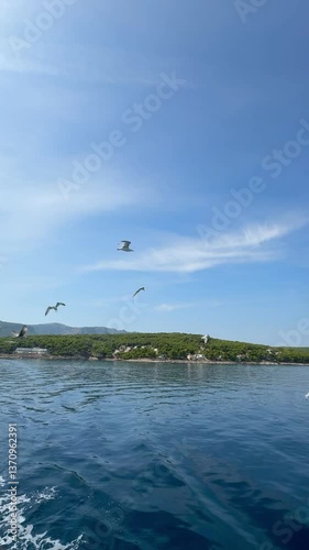 birds flying over the sea, feed the seagulls