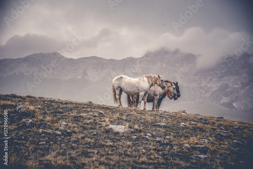 Wildpferde bei Wind und Wetter in den italienischen Abruzzen (Europa)	