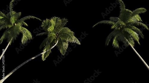 Vacation in nature among tropical palm trees. 
Palm trees on transparent background with alpha channel.