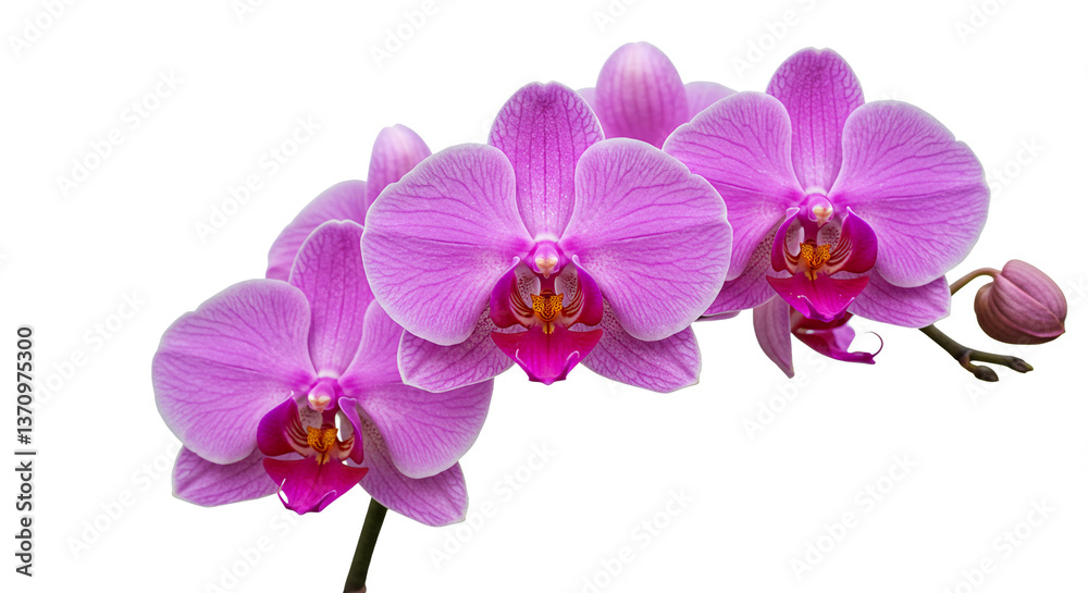 Stunning Pink Phalaenopsis Orchids Blooming Closeup Isolated on White Background Stunning Pink Phalaenopsis Orchids Blooming Closeup Isolated on White Background