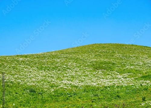 Принти на полотні Green hill with wildflowers under blue sky
