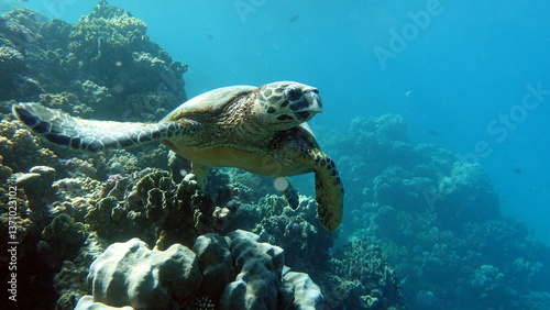 Hawksbill sea turtle (CR species) Hawksbill Turtle - Eretmochelys imbricata.