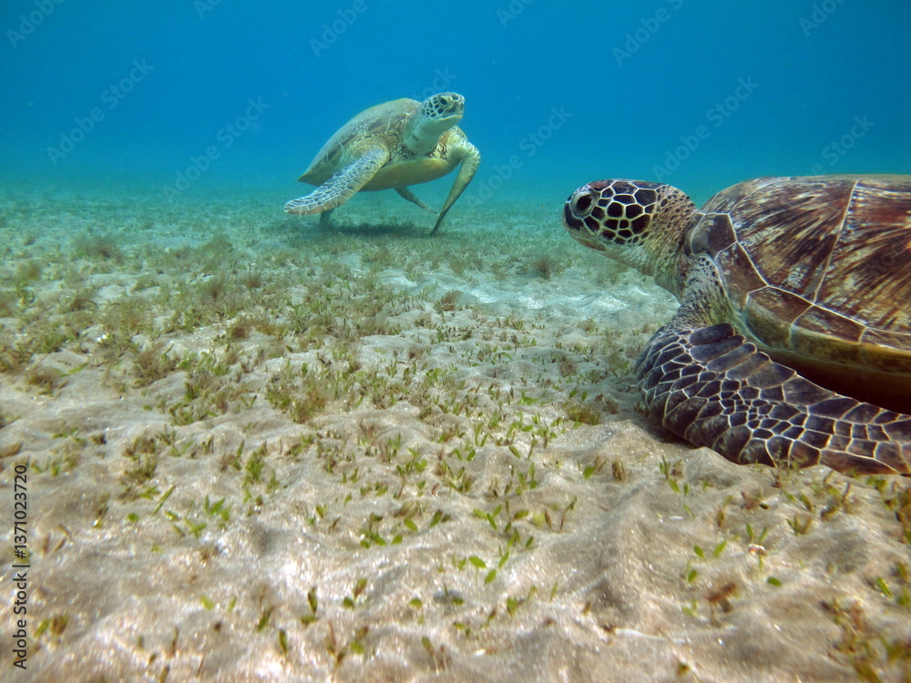 Obraz premium Big Green turtle , Green turtles are the largest of all sea turtles. A typical adult is 3 to 4 feet long and weighs between 300 and 350 pounds. 