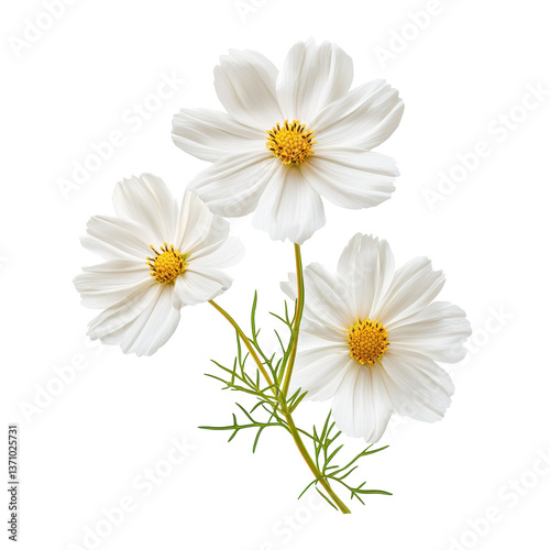 Cosmos isolated on white background Aster isolated on white background