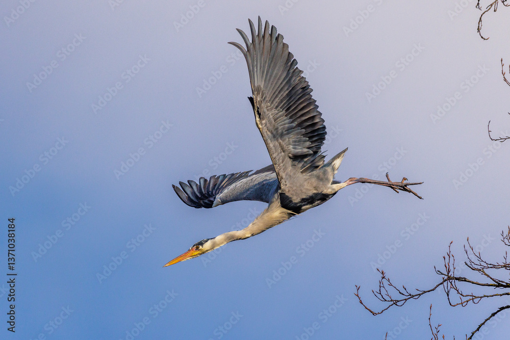 Fototapeta premium Graureiher (Ardea cinerea)