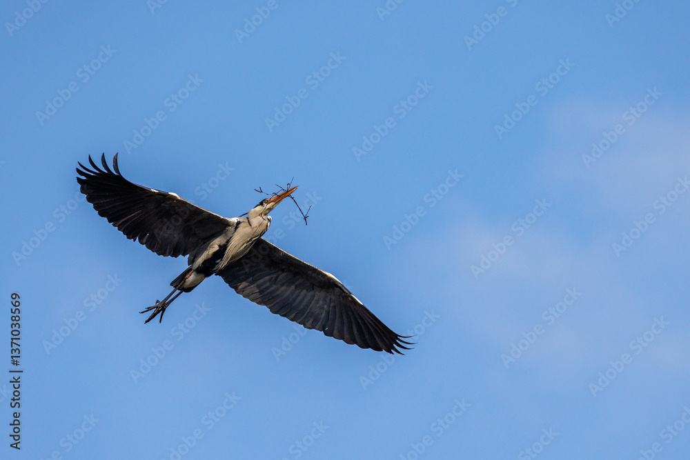 Obraz premium Graureiher (Ardea cinerea)