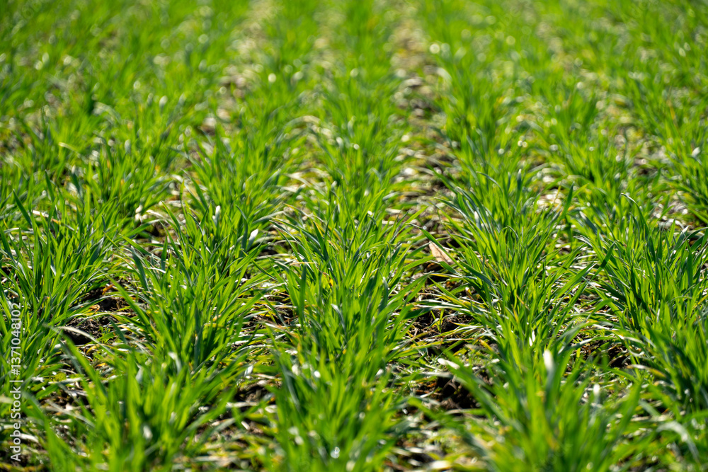 Fototapeta premium Vibrant green grass thrives in neat rows across a vast farming field under a clear blue sky, depicting the beauty of nature during springtime growth