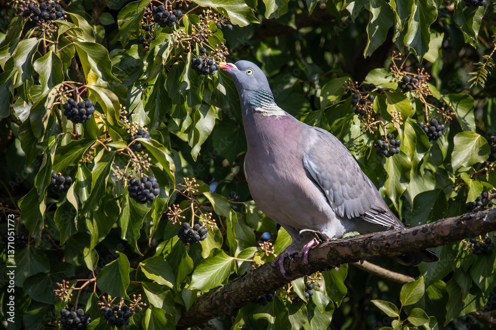 Obraz premium Ringeltaube (Columba palumbus)
